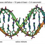 dna dna