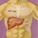 liver