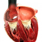 cuore