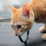 gatto