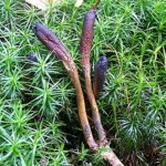 250px-Cordyceps_ophioglossoides