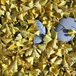 ginkgo