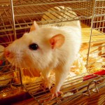 rat