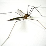 dengue