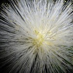fiore