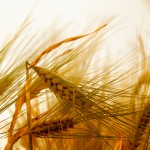 grano