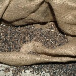 prodotti_tipici_grano_saraceno prodotti_tipici_grano_saraceno