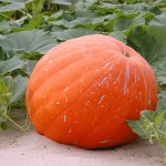 zucca77 zucca77