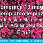 Azalea della Ricerca per la Festa della Mamma
