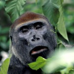 Prevenire il cancro seguendo la dieta dei gorilla
