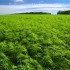 La cannabis danneggia i polmoni quanto il fumo