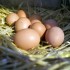 Dimagrire velocemente con la dieta delle uova