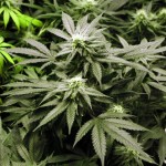 La marijuana riduce il rischio diabete e fa dimagrire