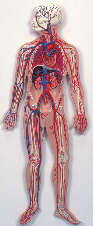circolazione-sanguigna