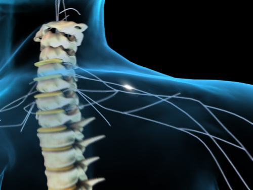 spinal_cord_1