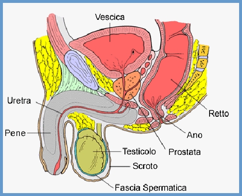 prostata-1