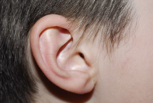 orecchia