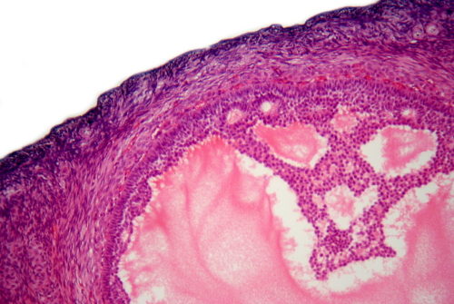 tessuto-ovarico