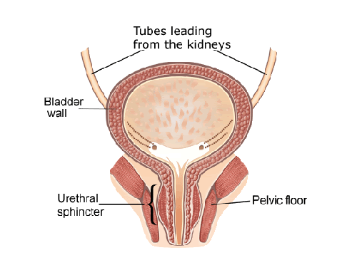 bladder