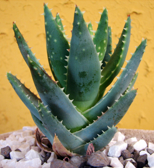 aloe