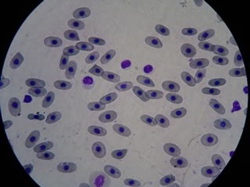 linociti