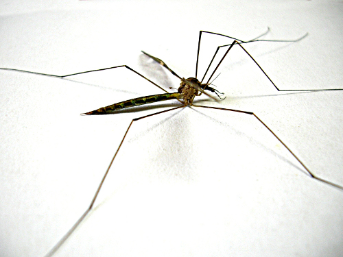 dengue