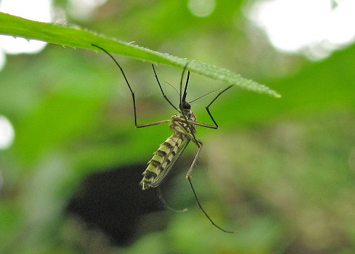 zanzara1