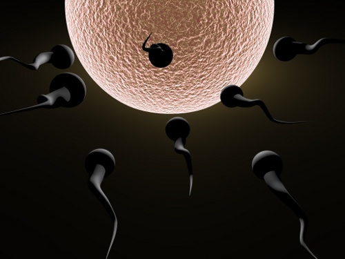spermatozoi2