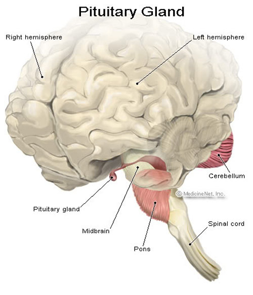 pituitary_gland