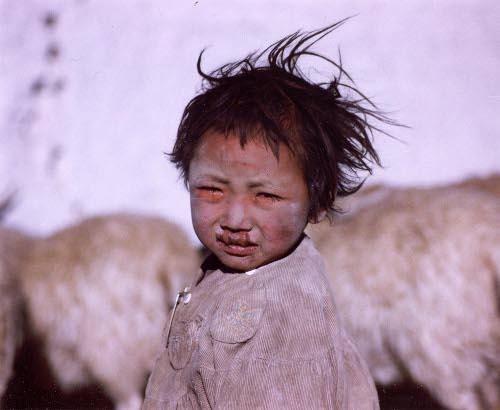 tibetano