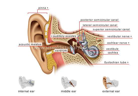 orecchio-destro