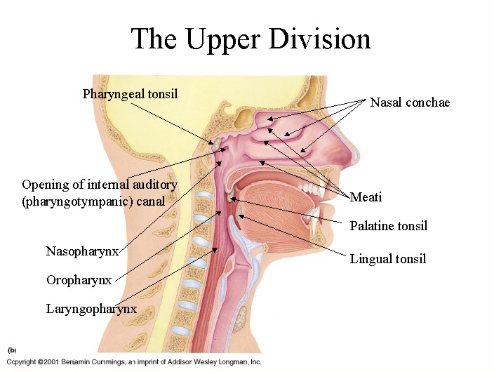 nasal_cavity_lateral