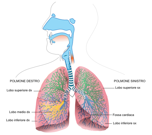 polmoni1