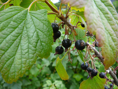 ribes-coltivazione