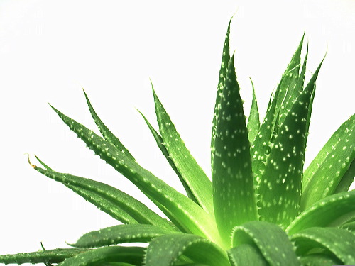 aloe