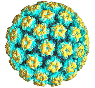 HPV_papilloma