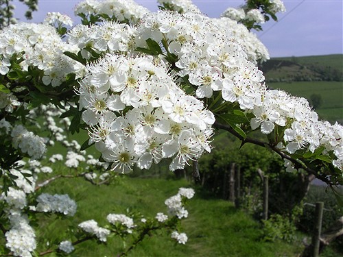 crataegus_monogyna_fa2