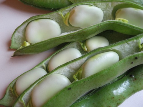 fava-broad-beans-pods-shelling-500x375