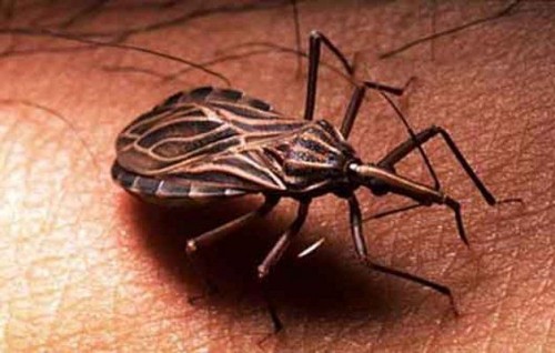 Il morbo di Chagas è grave quanto l'AIDS
