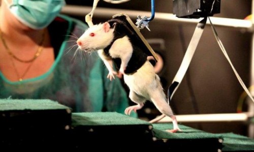 Topi paralizzati cominciano a muoversi