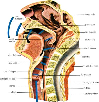 Gel artificiale per tornare a parlare