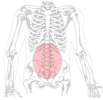 345px-Lumbar_region_in_human_skeleton.svg