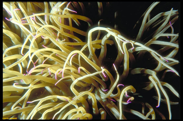 anemone-di-mare