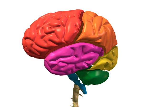 cervello umano 