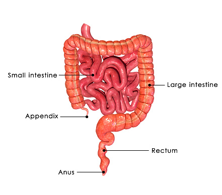 sindrome intestino irritabile sintomi
