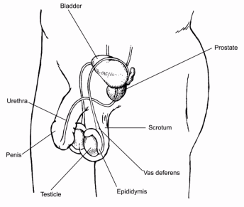 tumore testicoli diagnosi